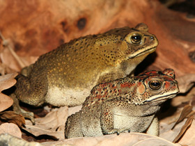 Малайская жаба