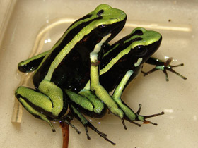 Трехполосый древолаз