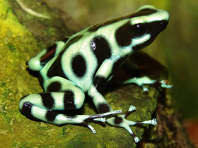 Красящий древолаз