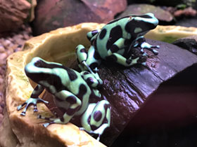 Смотреть фото Красящий древолаз Фото Красящий древолаз