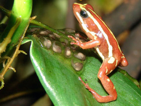 Трёхцветный древолаз