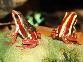 Трёхцветный древолаз