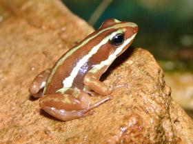 Смотреть фото Трёхцветный древолаз Фото Трёхцветный древолаз