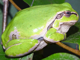 Смотреть фото Восточная квакша Фото Восточная квакша