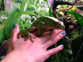 Смотреть фото Двухцветная филломедуза Фото Двухцветная филломедуза