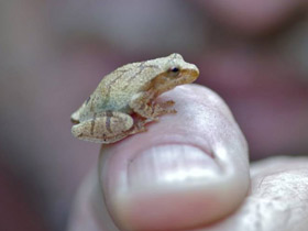 Смотреть фото Свистящая квакша Фото Свистящая квакша