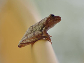 Свистящая квакша