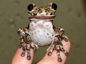 Чёрнопятнистая квакша