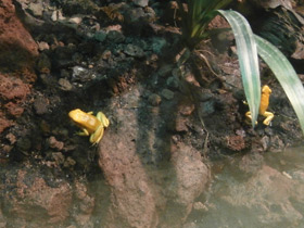 Фото Золотая мантелла