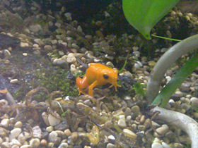 Фото Золотая мантелла