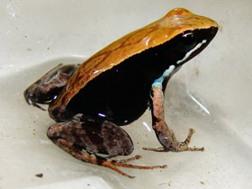 Фото Kоричневая мантелла