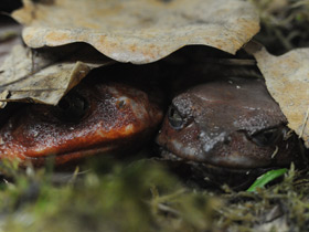 Фото Винный узкорот