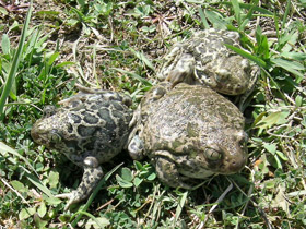 Фото Сирийская чесночница