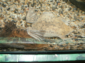 Фото Суринамская пипа