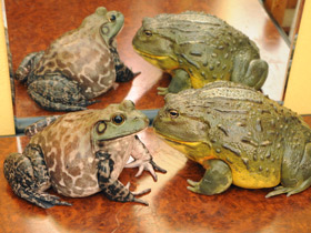 Африканская роющая лягушка