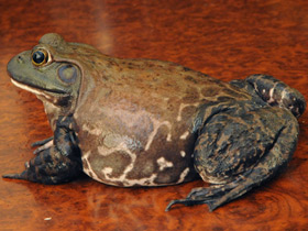 Смотреть фото Лягушка-бык Фото Лягушка-бык