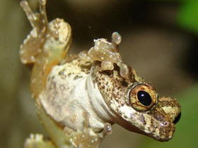 Фото Карликовый веслоног