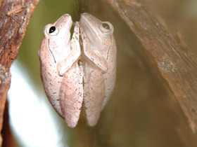 Фото Большеухий веслоног