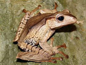 Фото Костноголовый веслоног