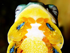 Смотреть фото Яванский веслоног Фото Яванский веслоног