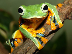 Яванский веслоног