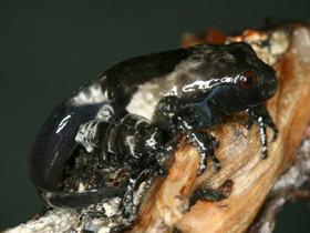 Смотреть фото Шероховатый веслоног Фото Шероховатый веслоног