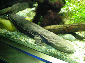 Смотреть фото Аллеганский скрытожаберник Фото Аллеганский скрытожаберник