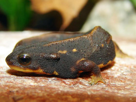 Окинавский тритон