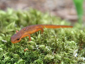 Зеленоватый тритон