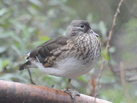 Смотреть фото Мандаринка Фото Мандаринка