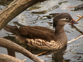 Смотреть фото Мандаринка: утка для Петра и Февронии Фото Мандаринка: утка для Петра и Февронии
