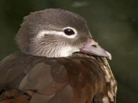 Смотреть фото Мандаринка: утка для Петра и Февронии Фото Мандаринка: утка для Петра и Февронии