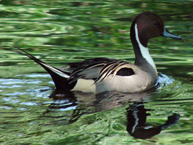 Фото Шилохвость