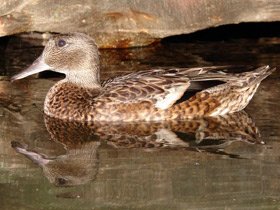 Фото Косатка