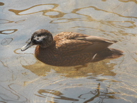 Смотреть фото Лайсанский чирок Фото Лайсанский чирок