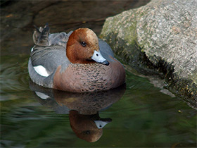 Фото Свиязь