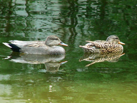 Фото Четвероногие чистюли
