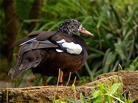 Фото Белокрылая утка