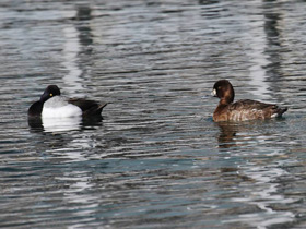 Смотреть фото Морская американская чернеть Фото Морская американская чернеть