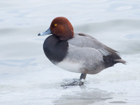 Фото Американская чернеть