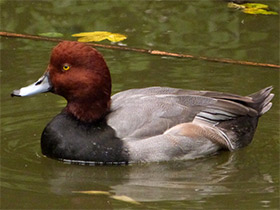 Фото Американская чернеть