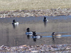 Смотреть фото Ошейниковая чернеть Фото Ошейниковая чернеть