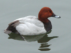 Красноголовый нырок