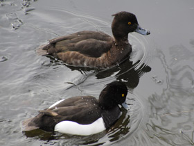 Фото Хохлатая чернеть