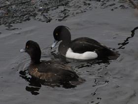 Фото Хохлатая чернеть