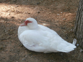 Фото Мускусная утка