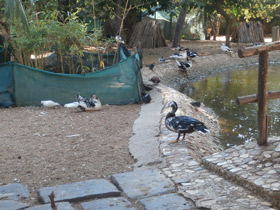 Фото Мускусная утка