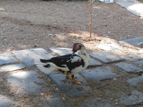 Фото Мускусная утка