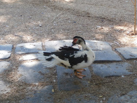 Фото Мускусная утка