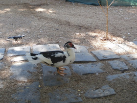 Фото Мускусная утка